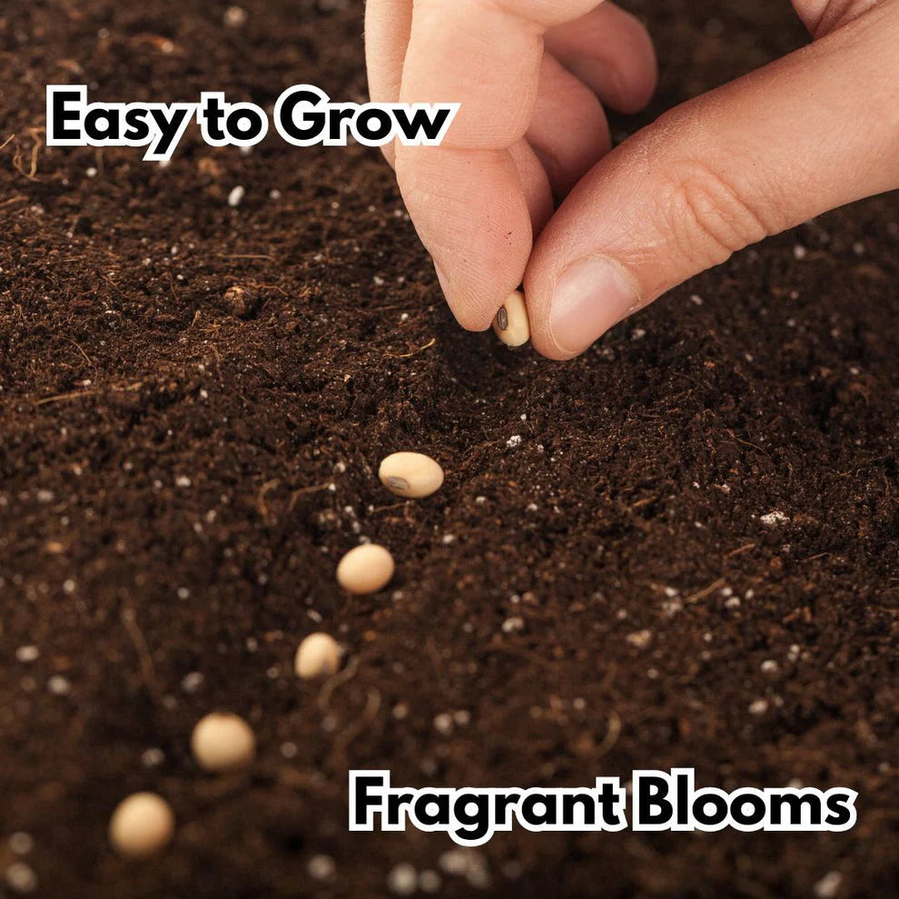 Elegant Climbing Rose Flower Seeds | š„Hybrid & Imported Qualityš„